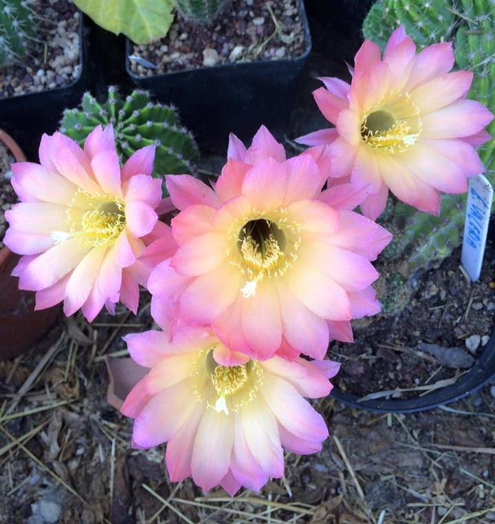 Echinopsis_Valeria.jpg